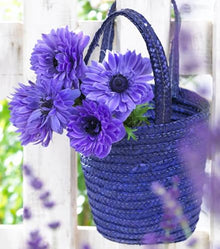 Votaniki Anemone Coronaria 'Lord Lieutenant' Bulbs for Planting - Double Flowers, Hardy Spring Blooming Perennials - Easy to Grow (500 Pack)