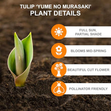 Garden State Bulb Lily Flowering Yume No Murasaki Tulip Flower Bulbs, 11/12cm (Bag of 250)