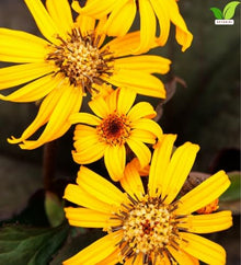 Votaniki Ligularia Midnight Lady #1 Size Root Dark Green Purple Blushed Foliage Golden Orange Flowers for Moist Borders Pollinator Gardens and Wet Site Planting