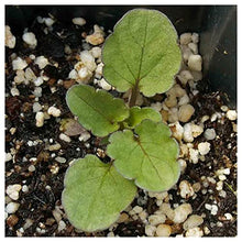 Everwilde Farms - 1 Lb Swiss Giants Pansy Mix Wildflower Seeds - Gold Vault