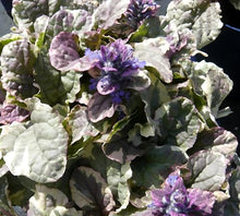 Classy Groundcovers: 75 Variegated Shade Plants that Deer Avoid
