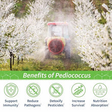 SuperDFM+P801 Probiotic Pesticide Protection Honey Bees, 55 lb, 5000 Apps