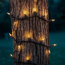 Novelty Lights 12-Pack 34 Feet 100 Clear Mini Christmas Lights, Brown Wire String, Traditional Vintage Brown Christmas Light, 4 Inch Spacing, Indoor/Outdoor UL Listed