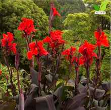 Votaniki Black Knight Giant Canna Lily Tubers for Planting Tall Red Tropical Flowers Bronze Leaf Summer Bloom Outdoor Garden Border Container Plants Full Sun Zones 3-10 (Pack of 50)