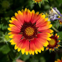 Eden Brothers Blanket Flower Seeds