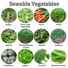 DOZPAL Manual Vegetable Seeders for Parsley, Cabbage, Radish & More, 3/4/5/6 Row Farmer Hand Push A Precision Seeder, Adjustable Row Spacing/Plant Spacing/Depth 3Row