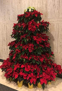 Creative Displays Half Round Poinsettia Tree Rack Display 104 - Freestanding Vertical Garden Frame | Great for Poinsettias, Flowers, Potted Plants, Succulents, and More (5.5 Ft)