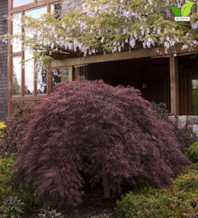 Votaniki Crimson Queen Japanese Maple Live Tree 2 to 3 Feet Tall with Dwarf Weeping Form and Red Foliage for Containers Poolside Gardens Landscape Accents and Specimen Planting