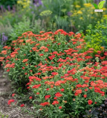 Votaniki Achillea Sassy Summer Sangria Yarrow #1 Size Root XXL Perennial Plant with Dark Red Flowers and Pollinator Friendly Summer Blooms for Borders Containers and Cut Gardens