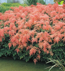 Votaniki Straussenfeder Astilbe thunbergii #1 Size Bare Root, Flamingo Pink Weeping Flower Plumes for Shaded Perennial Gardens, Butterfly Gardens and Cut Flower Planting