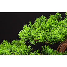 GRFIT Artificial Bonsai Pine Bonsai Indoor Decoration Fake Bonsai Artificial Plants Good Luck Fortune Bonsai Tree Artificial Living Room Accessories Room Office Decoration for Home Office (Color : B)