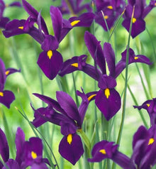 Votaniki Dutch Iris Purple Sensation Bulbs - Stunning Purple & Yellow Blooms for Spring Gardens | Easy to Grow, Perfect for Cutting Gardens, Hardy Perennial Flowers Bulbs (250 Pack)