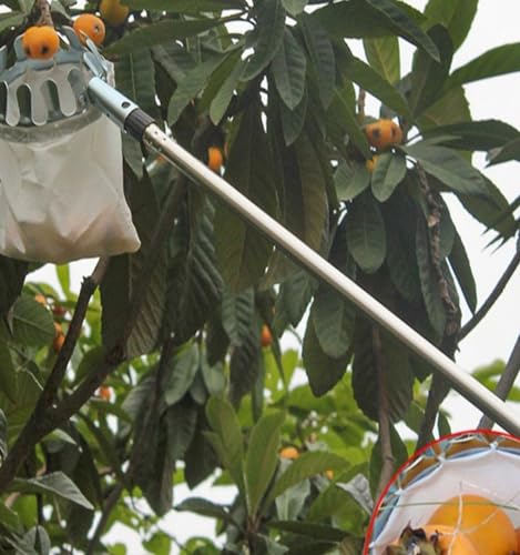 Fruit Picker Pole With Basket Telescoping, 13FT 16 20 23 29 33 Feet Metal Apple Pear Gatherer Harvest Tool For Lemons Coconut Fruit Tree Pomelo Cherry Picking, Adjustable, With Bag ( Color : B , Size
