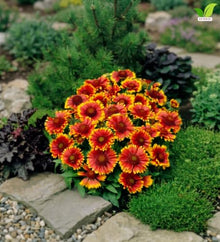 Votaniki Gaillardia aristata Arizona Sun Blanket Flower 3 Inch Root Starter Plant with Red and Yellow Blooms for Borders, Containers, Cut Flowers and Butterfly Gardens