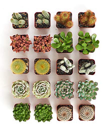 Shop Succulents Premium Live Mini Cactus and Succulent Plants in 2" Pots, Easy Care Indoor or Outdoor Gardening, Terrariums, Favors, & Contemporary Spaces with Hardy, Resilient Varieties, Pack of 256