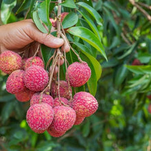 Live Mauritius Lychee Tree – Litchi chinensis | Tropical Lychee Fruit Tree Live Plant in 4 Inch Pot | Sweet & Fragrant Exotic Plant | Healthy Live Plant | Pack of 5