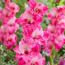 Votaniki Gladiolus Hugo Bulbs for Planting Giant Flowered Pink Summer Blooms Tall Spikes Cut Flower Garden Beds Borders Containers Outdoor Growing (Pack of 250)
