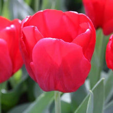 1,000 Bulbs - Bulk Seadov Tulips Flower Bulbs - 1,000 Bulbs per Pack - Good as Cut Flowers - Easy to Grow Live Plants - Outdoor Garden