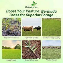 Outsidepride Forage Bermuda Seeds - 40 lb. Perennial, Drought Tolerant & Fast-Growing, Pasture Seeds for Planting Large Grass Leaves, Ideal for Hay Foraging & Rotational Grazing