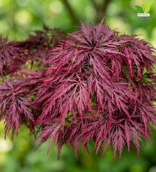 Votaniki Crimson Queen Japanese Maple Live Tree 2 to 3 Feet Tall with Dwarf Weeping Form and Red Foliage for Containers Poolside Gardens Landscape Accents and Specimen Planting