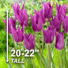 Garden State Bulb Lily Flowering Yume No Murasaki Tulip Flower Bulbs, 11/12cm (Bag of 250)