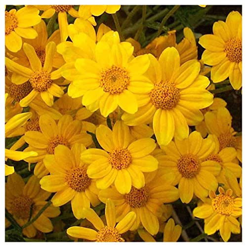Everwilde Farms - 1 Lb Oregon Sunshine Native Wildflower Seeds - Gold Vault