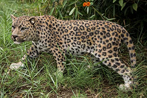 Hi- Line Gift 87694 Decorative Leopard Stalking Statue