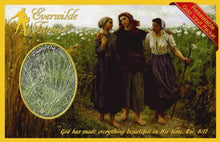 Everwilde Farms - 1/4 Lb Poverty Oat Grass Native Grass Seeds - Gold Vault