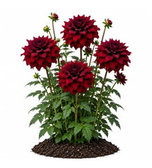 Votaniki Spartacus Dahlia #1 Size Clump Giant Velvet Red Summer Flowering Dahlia Tubers for Garden Borders Tall Cut Flower Displays and Outdoor Landscaping (Pack of 25)