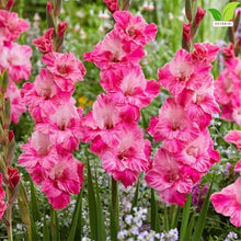 Votaniki Gladiolus Hugo Bulbs for Planting Giant Flowered Pink Summer Blooms Tall Spikes Cut Flower Garden Beds Borders Containers Outdoor Growing (Pack of 250)