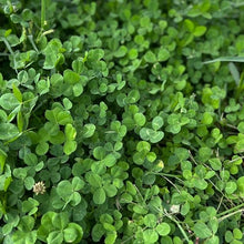 Mountain Valley Seed Co Micro Clover Seed for Lawn - 25 Lb Bulk