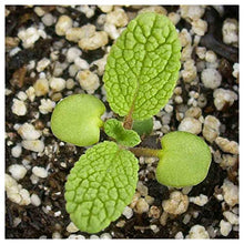 Everwilde Farms - 1 Lb Organic Broadleaf Sage Herb Seeds - Gold Vault Packet