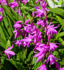 Votaniki White Chinese Ground Orchid Bletilla Striata Pink Bare Root Perennial with Violet Pink Spring Flowers for Woodland Shade Gardens Containers and Borders