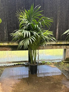Simply Trees Kentia Palm Indoor House Plant 6-7 Feet Green