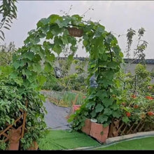 GFSGHZZ Galvanized Metal Rose Trellis Arch - Sturdy Freestanding Garden Archway for Climbing Plantsideal for Rose Bushes and Vinesoutdoor Det,Green-W240Xh230Cm