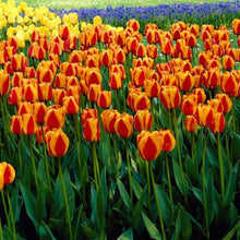 Garden State Bulb Darwin Hybrid Apeldoorn's Elite Tulip Flower Bulbs, 12/+ cm (Bag of 250)