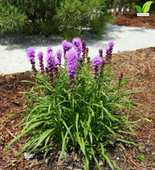 Votaniki Kobold Gayfeather Liatris spicata Top Size Flower Bulbs with Rose Lavender Summer Blooms and Strong Stems for Sunny Gardens Borders Containers and Cut Flowers