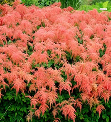 Votaniki Straussenfeder Astilbe thunbergii #1 Size Bare Root, Flamingo Pink Weeping Flower Plumes for Shaded Perennial Gardens, Butterfly Gardens and Cut Flower Planting