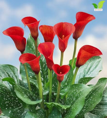 Votaniki Hybrid Calla Lily Red Alert Seeds Scarlet Red Trumpet Flowers with Speckled Green Foliage for Containers Borders Bouquets and Summer Garden Planting