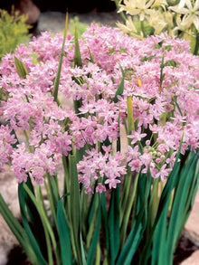 Votaniki Allium Roseum Bulbs - Long Lasting Blooms, Allium Roseum (Rosy Garlic) | Perennial Pink Flowering Allium Bulbs for Summer & Spring Gardens, Easy to Grow (500 Pack)