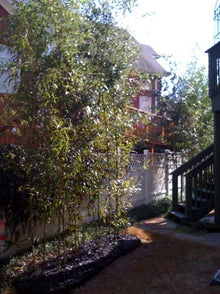 Bamboo Shield Bamboo Root Barrier/Water Barrier 200ft x 24in x 60mil Black