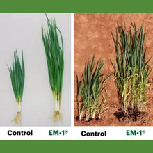 EM•1® Microbial Inoculant – Original Effective Microorganisms® – Soil Amendment for Agriculture & Gardening-5 Gallon