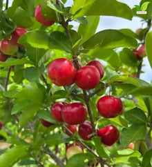 Votaniki Barbados Acerola Cherry Shrub Malpighia glabra 2 to 3 Feet Live Plant Produces Sweet Tart Edible Fruit for Patio Containers Outdoor Gardens and Edible Landscapes