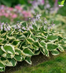 Votaniki Hosta Patriot #1 Size Root Variegated Dark Green White Foliage Lavender Flowers for Shade Gardens Woodland Borders Patio Containers and Landscape Planting