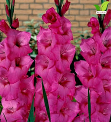 Votaniki Fidelio Gladiolus Top Size Bulbs Dark Pink Purple Summer Flower Tall Blooming Spikes for Garden Borders Cut Flower Arrangements Full Sun Outdoor Planting (Pack of 250)
