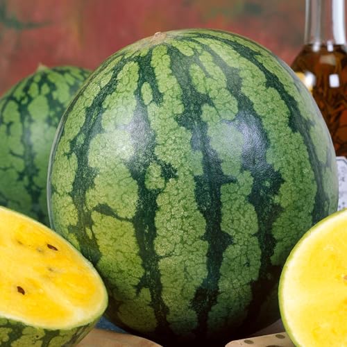 Mountain Valley Seed Co Yellow Gem Sweet Watermelon Seed 5 Lb 32000 Seeds