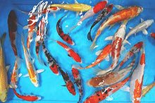 PondH2o Koi Fish Flexible Round Vat Tank with Black Net Cover, 3FT x 2FT (100 x 60cm), Temporary Koi Storage, Viewing, Quarantine, Portable Show Tank