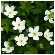 Everwilde Farms - 1 Lb Canada Anemone Native Wildflower Seeds - Gold Vault