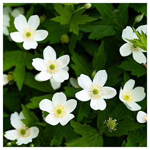 Everwilde Farms - 1 Lb Canada Anemone Native Wildflower Seeds - Gold Vault