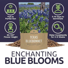 Bulk Texas Bluebonnet Wildflower Seeds - 5 Pounds - Over 80,000 Native Seeds - Texas State Flower!